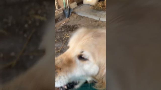 Милашка, гав-гав!🐾🐾 #собака #собаки #животные #собакадругчеловека #собачки #пушистики #dog смотреть онлайн