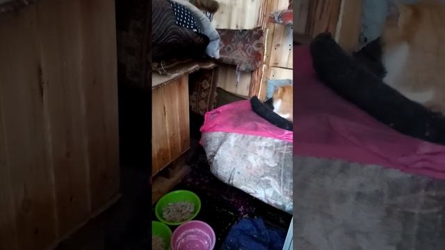 Уличный домик для бездомных кошек в зимний период. смотреть онлайн