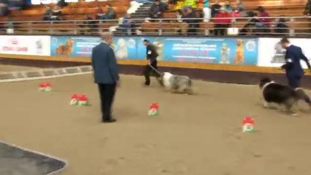 MVI 56681 Минск, САСИВ 24-02-2018, колли, кобели,выбор RCACIB смотреть онлайн