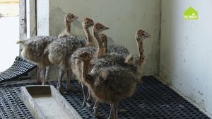 ПТИЦЕВОДСТВО. Как организовать страусиную ферму. Как ухаживать за страусятами