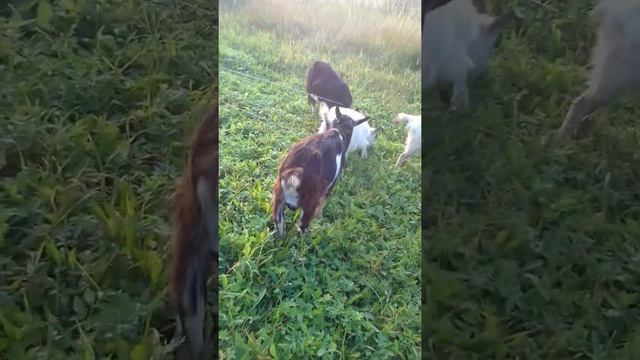 козел безрогий Будулай смотреть онлайн