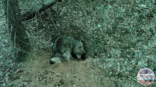 Как и где волки копают свое логово. Фотоловушка в волчей норе. смотреть онлайн