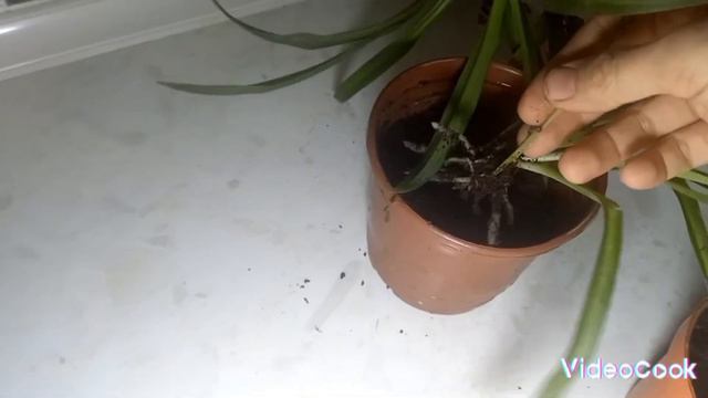 Хлорофитум