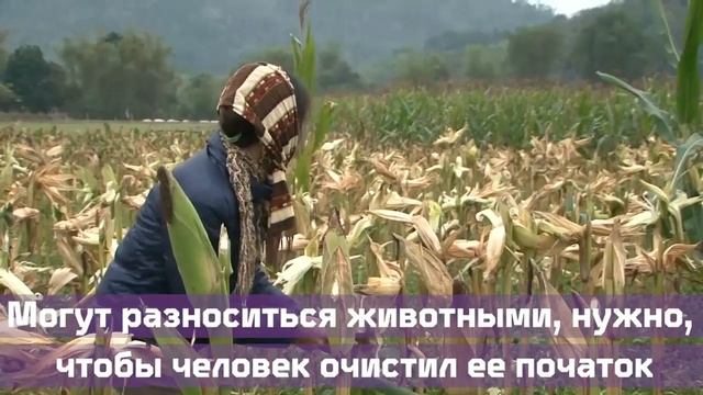 КУКУРУЗА — продукт из КОСМОСА? смотреть онлайн
