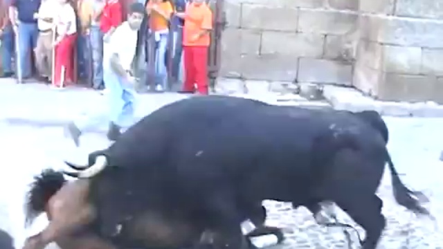 Бык напал на лошадь. смотреть онлайн