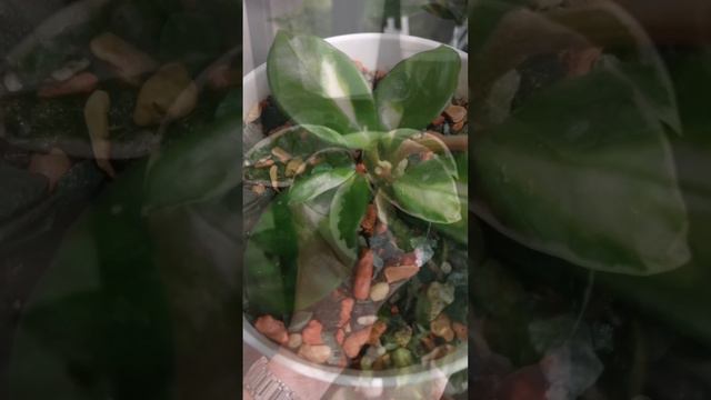 Мои хойки смотреть онлайн