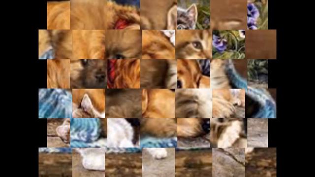 Дружба котов и собак Слайд-шоу Anni Miau смотреть онлайн