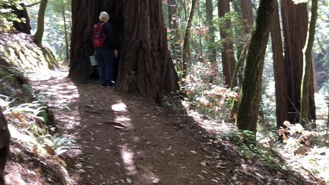 Muir Woods June 2018 смотреть онлайн