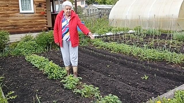 547. Картофелю снится солома... дождётся ли?