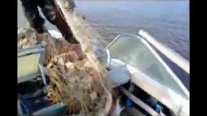 Как ловят кету на Амуре