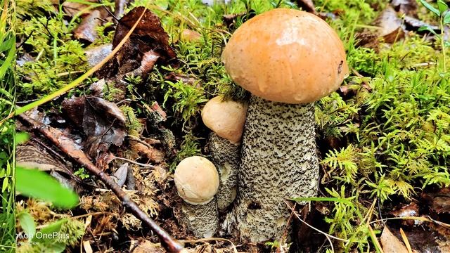*✔ *Срочно* «Отец-Абсолют - Перегруппировка сил !!!» **Бог** ! ! ! ~* смотреть онлайн