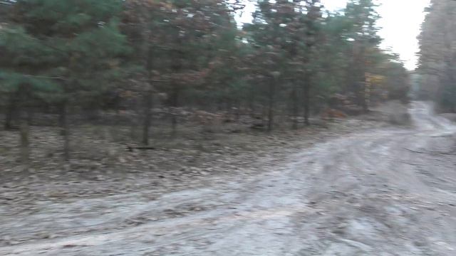 ПЕСЧАНЫЕ ХОЛМЫ и ХОРОШИЕ ДОРОГИ БРОВАРСОКГО ЛЕСА [4K Ep.8] (17.11.2021) смотреть онлайн