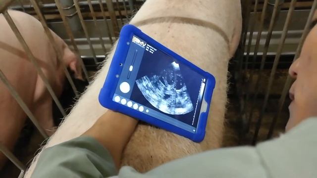 Wireless ultrasound S3 for pigs, sheep,goat смотреть онлайн
