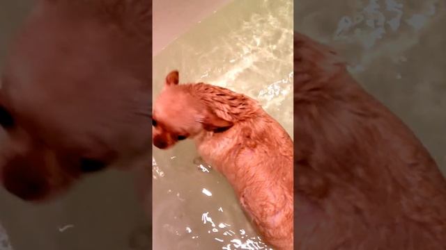 Уход и содержание чихуахуа смотреть онлайн