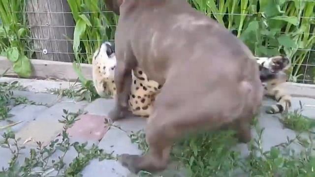 Котенок- сервал играет со щенком бульдога смотреть онлайн