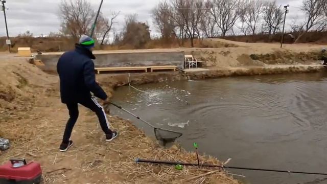 Платная рыбалка, пруд Чёрные камни 21.10.20г. Уловы рыбаков, форель, осётр. смотреть онлайн