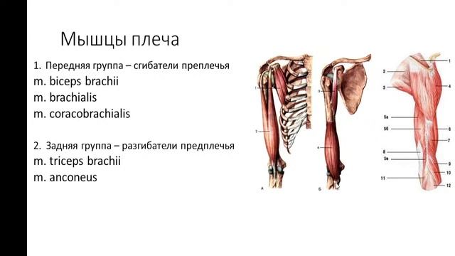 13:20-14:50 Мышцы, фасции и топография туловища и конечностей смотреть онлайн