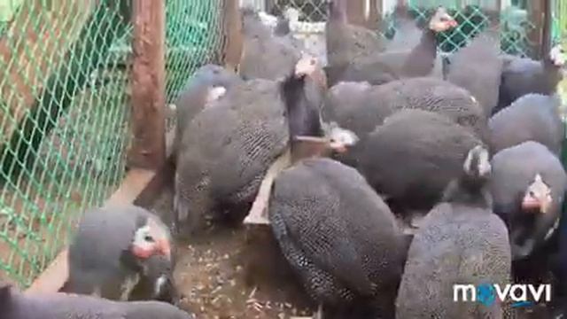 Подворье. Цесарки в летнике смотреть онлайн