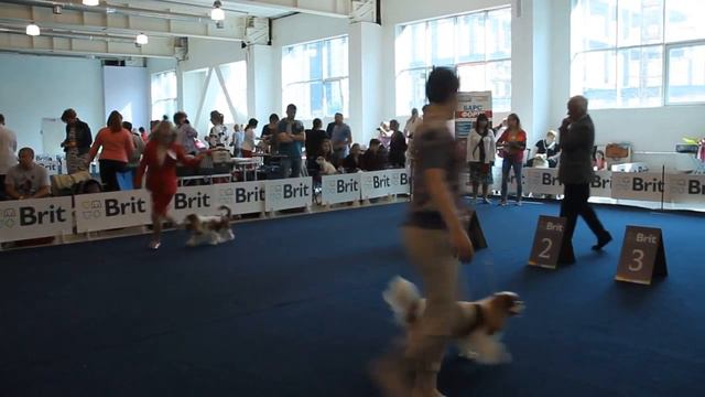 CACIB "УРАЛЬСКИЕ ЗОРИ 2018" ККЧС КОБЕЛИ ВЫБОР RCACIB смотреть онлайн