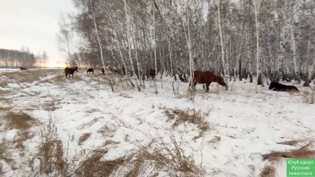 Жеребец Малыш на привязи. Панама,Суффикс, Лакмус, Полина, Тумбочка и Булочка. смотреть онлайн