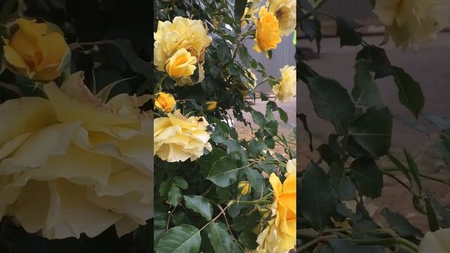 Beautiful Yellow Flowers For Sophie