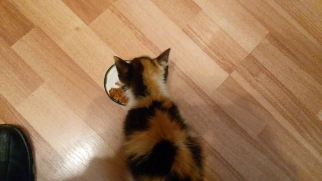 Кормлю бездомного котенка.Как ухаживать за бездомным котенком в домашних условиях смотреть онлайн