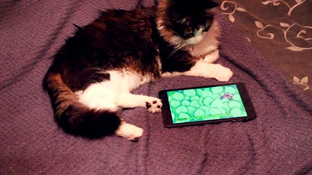 Game For Cats - игра для котов и кошек (iOS)