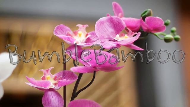 Beautiful pink flowers phalaenopsis bouquet. Media. Close-up of lovely vibrant colored orchid смотреть онлайн
