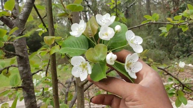 my fruit trees are blooming among other things #garden #tour смотреть онлайн