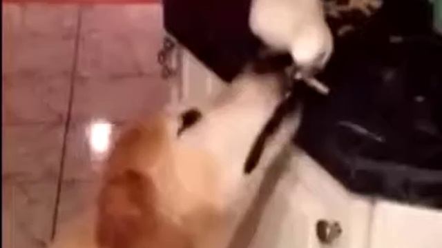 Животные класс смотреть онлайн