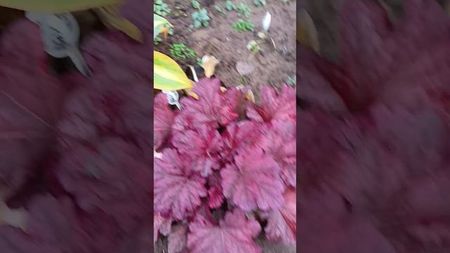 Гейхера берри смузи!