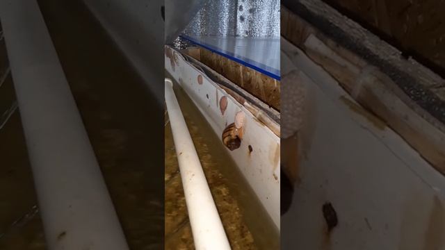 Ампулярия откладывает икру!!! смотреть онлайн