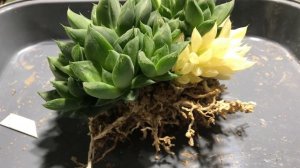 Как размножить суккуленты делением куста. На примере вариегатной Хавортии. Мастеркласс