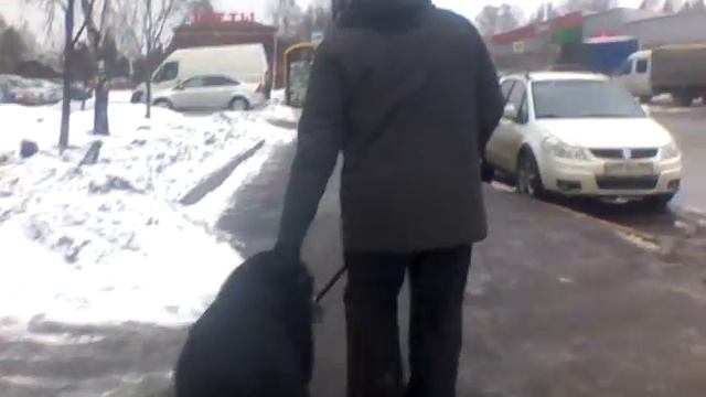 Дрессировка собак.воспитание щенка. Первый выход в город. смотреть онлайн
