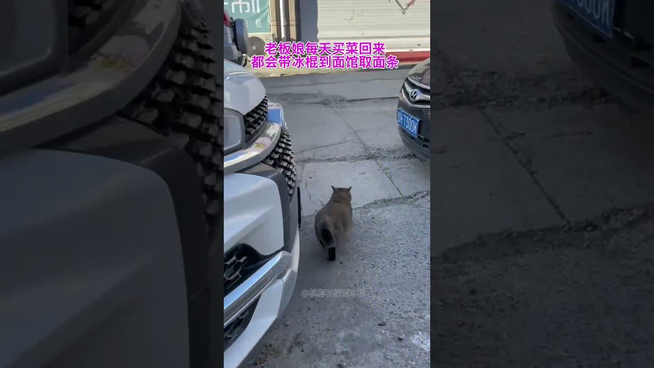 Cat eat pasta every day #shorts смотреть онлайн