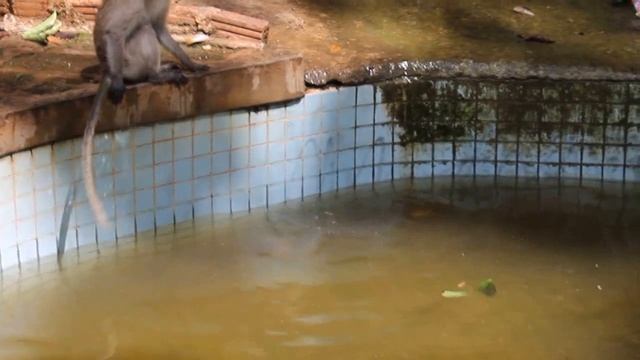 Обезьяны плавают в бассейне, Храм Тигра, Краби смотреть онлайн