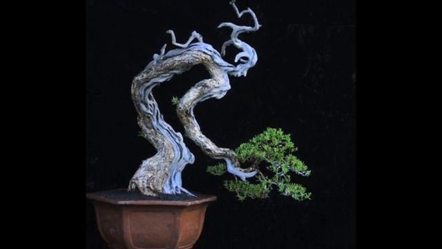 Pinus cembra subsp. sibirica - Siberian (stone) pine смотреть онлайн