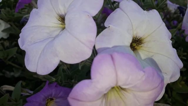 Ритуал - онлайн Срочно получить нужную информацию или документ. К Локи и Гермесу. смотреть онлайн