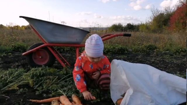 Урожай моркови 2023г. смотреть онлайн