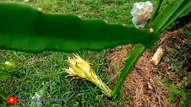 CARA MERAWAT TANAMAN BUAH NAGA AGAR TANAMAN TETAP SEHAT DAN BANYAK BUAHNYA #dragonfruit смотреть онлайн