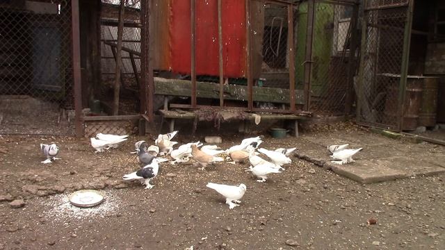 голуби Ломаки Вовы( Агасеевские) смотреть онлайн