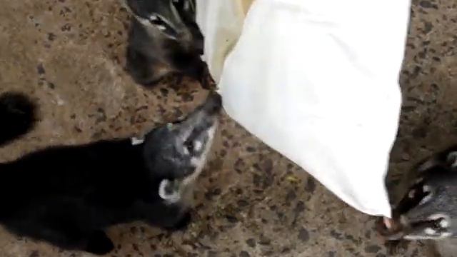 quati_bag_brazil.mpg смотреть онлайн