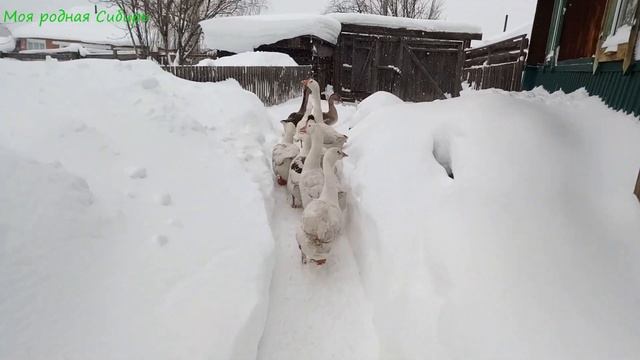 Курочки - наши золотые кормильцы! Гуси ходят по тропинкам гоняя друг друга. смотреть онлайн