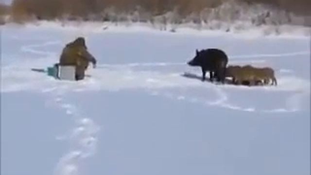 Животные беспредельщики )) С каждого рыбака процент! Вот это прикол! смотреть онлайн