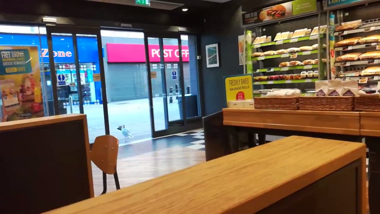 Чайка-воровка смотреть онлайн