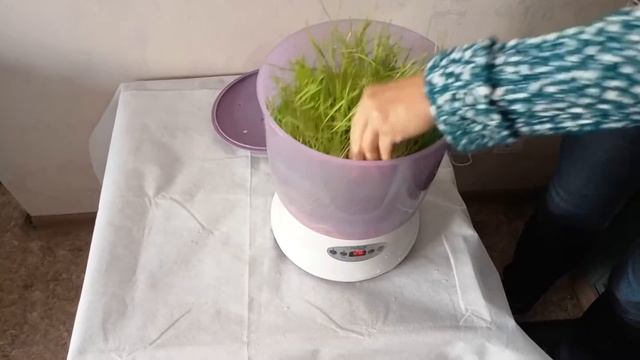 Проращивание пшеницы в три лотка в проращивателе семян Добросад. Как прорастить пшеницу смотреть онлайн