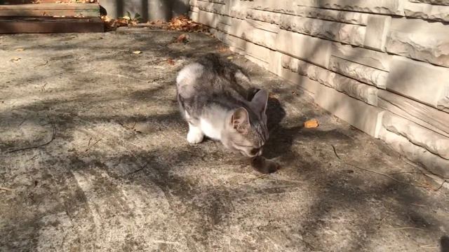 Кот жрет мышь смотреть онлайн