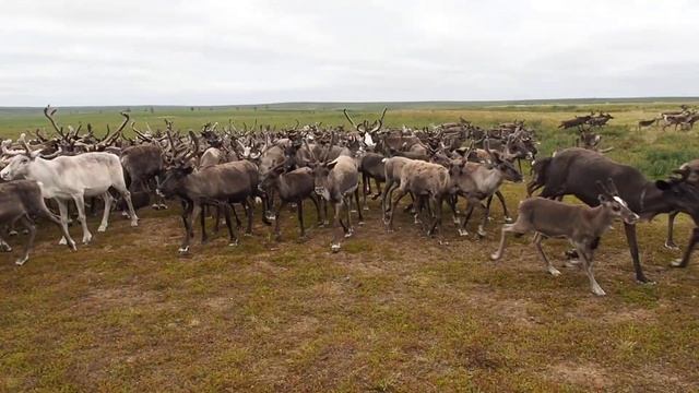 Ямальские олени в летней тундре Yamal reindeers in summer tundra смотреть онлайн