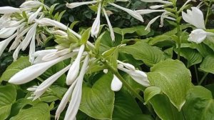 Как обустроить миксбордер своими руками. Клумба с марта по ноябрь.