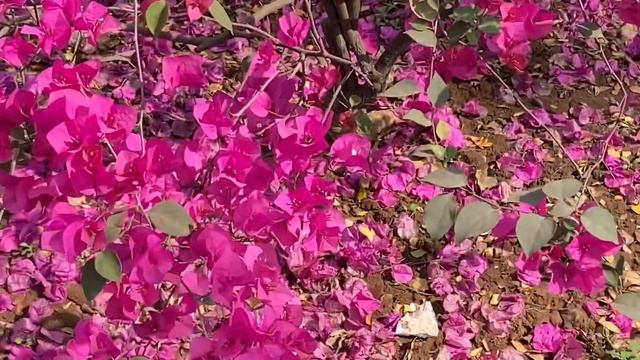 Bougainvillea Plant Family: Nyctaginaceae смотреть онлайн